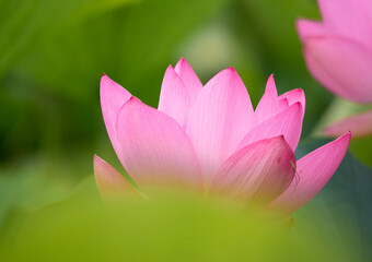 Obraz premium Lotus pink flower center of a flower