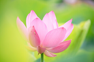 Lotus  pink flower   center of a flower