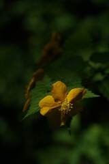 Deep Yellow Flowers of Japanese Kerria in Full Bloom
