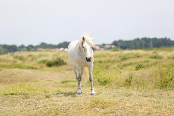 Noirmoutier island 