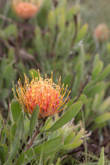 Fototapeta premium Leucospermum gerrardii in Hhohho Province of Eswatini, Southern Africa