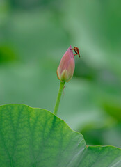 Lotus  pink flower   center of a flower