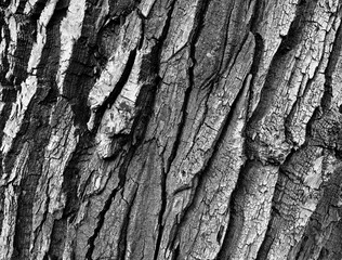 The forest. Artistic look in black and white.