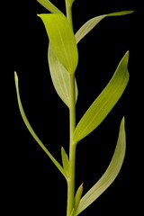 Crimson Flax (Linum grandiflorum). Stem and Leaves Closeup