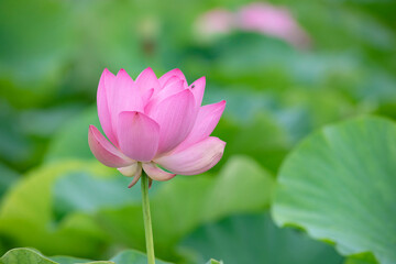 Lotus  pink flower   center of a flower