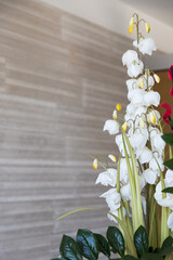 orchidee per arredamento