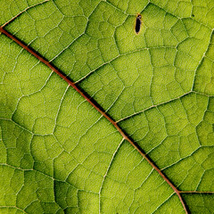 construction of leaves of green plants growing by the river called Biała in the city of Białystok in Podlasie in Poland
