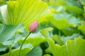 Lotus  pink flower   center of a flower