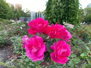 pink flowers in the garden