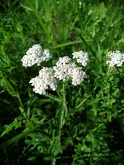 Tiny pink flowers of common yarrow sunny June