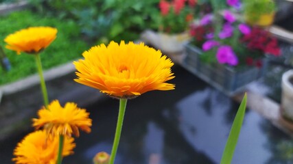 yellow flowers in the garden