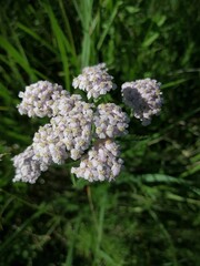 Tiny pink flowers of common yarrow sunny June
