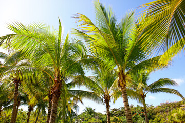 Fototapeta premium Large green branches on coconut trees against the sky