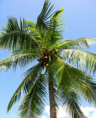 Fototapeta premium Large green branches on coconut trees against the sky