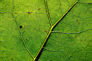 construction of leaves of green plants growing by the river called Biała in the city of Białystok in Podlasie in Poland