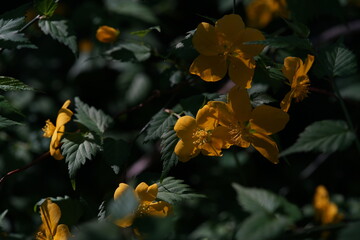 Deep Yellow Flowers of Japanese Kerria in Full Bloom