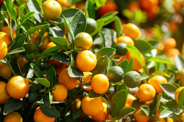 Ripe tangerines on the branches of a tree