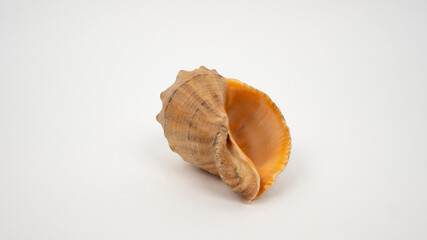 Sea shell on white background.