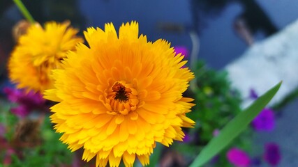 bee on yellow flower