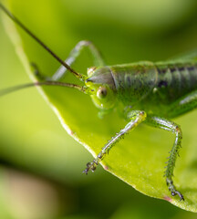 Green grasshopper in grassy vegetation.