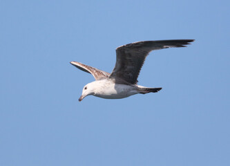 Seagull in flight against the blue sky.