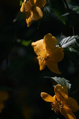 Deep Yellow Flowers of Japanese Kerria in Full Bloom