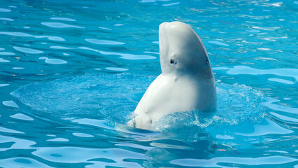 Naklejka premium A large white dolphin swims in the pool.