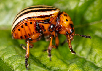 Colorado potato beetle on a green leaf in nature
