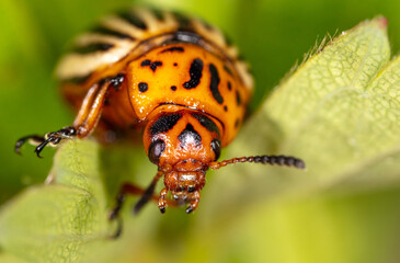 Colorado potato beetle on a green leaf in nature