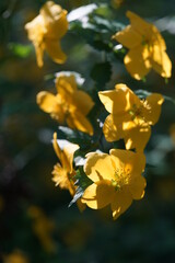 Deep Yellow Flowers of Japanese Kerria in Full Bloom