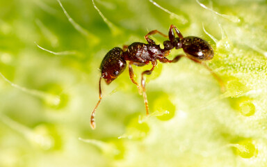 Closeup of an ant on a leaf on nature.