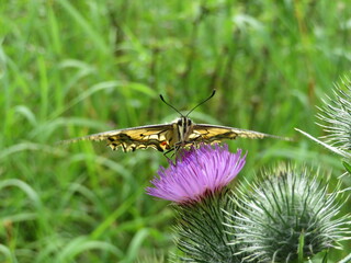 Schwalbenschwanz Schmetterling