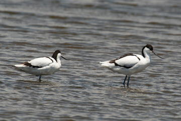 Avocette élégante, Recurvirostra avosetta, Pied Avocet