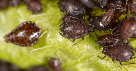 Close-up of aphids on a leaf of a tree.