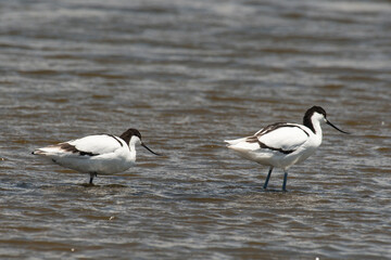 Avocette élégante, Recurvirostra avosetta, Pied Avocet