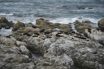 Fototapeta na wymiar New Zealand- Australian Fur Seals Basking on a Kaikoura Rocky Beach