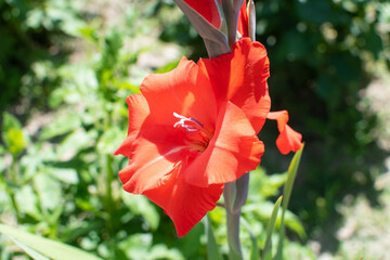 Rot blühende Gladiole im Sommer