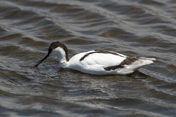 Avocette élégante, Recurvirostra avosetta, Pied Avocet
