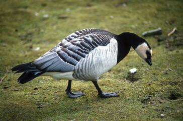 Bernache nonnette, .Branta leucopsis, Barnacle Goose