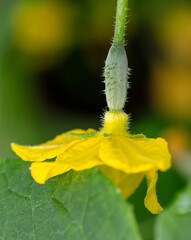 Yellow flowers on the branches of a cucumber