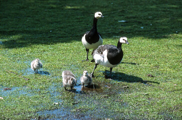 Bernache nonnette, 
Branta leucopsis, Barnacle Goose