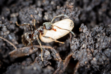 White ant eggs in nature.