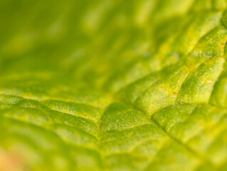 Close-up of a green leaf in nature.