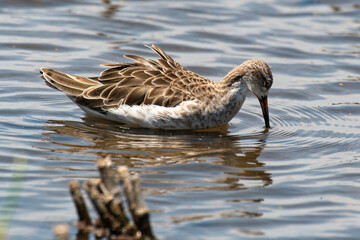 Combattant varié, Chevalier combattant,.Calidris pugnax, Ruff