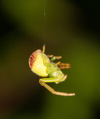 Close up of a spider in nature.