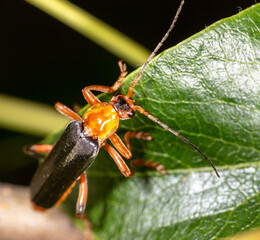 Close-up of a beetle on a green leaf in nature.