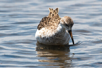 Combattant varié, Chevalier combattant,.Calidris pugnax, Ruff