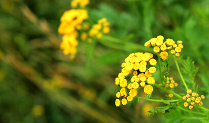 photo of tansy close-up in a meadow