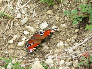Pfauenauge Schmetterling