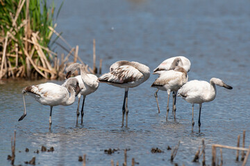 Flamant nain,.Phoeniconaias minor, Lesser Flamingo, Afrique du Sud